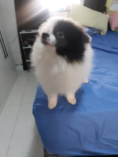 Lulu da Pomerânia branco e preto bi Collor