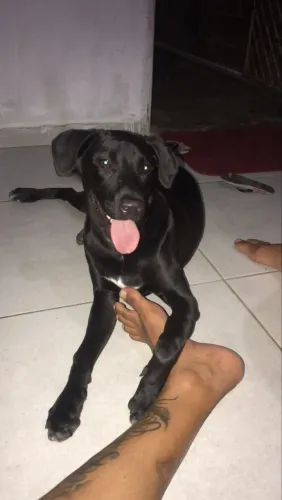 Doação de cachorro labrador porte grande