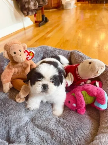 Shih Tzu Um filhote que transmite confiança