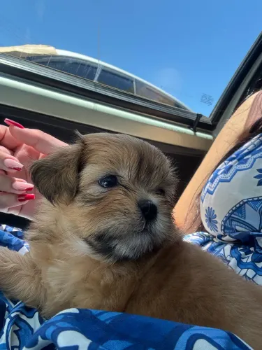 Vendo Shitzu Fêmea (40 dias)