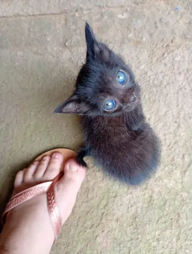 Gatinha para adoção 