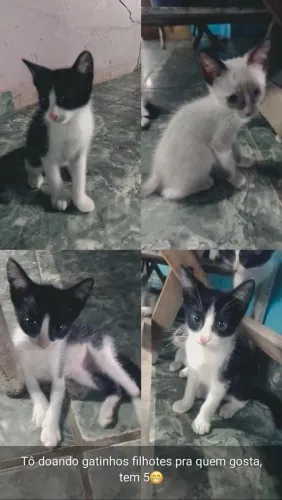Doação de gatinhos