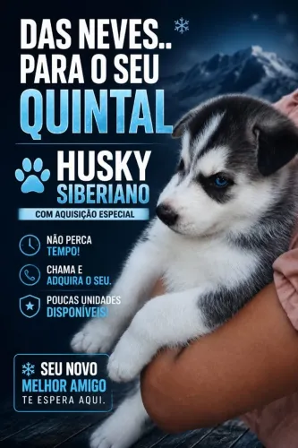 Husky Siberiano