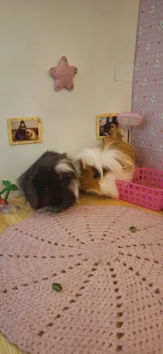 Porquinhas da Índia