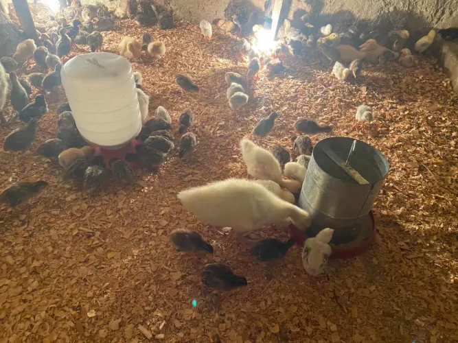 Pintinhos ( variados )