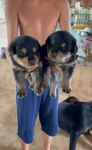 Filhote de rottweiler
