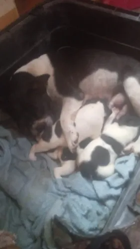 filhote buldogue francês