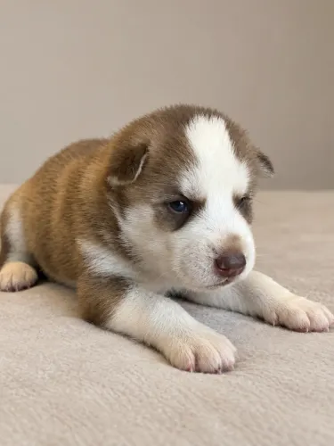 Filhote Husky Siberiano Macho