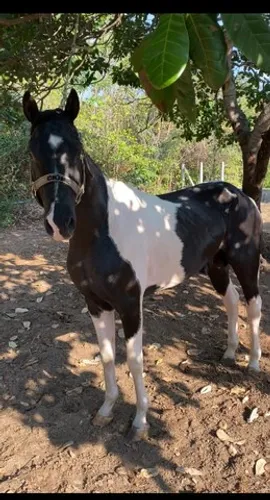 Cavalo Paint Horse Puro 5 Anos em Codó