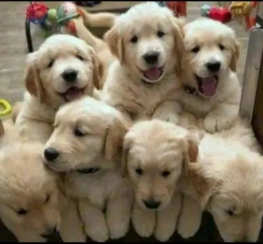 Golden Retriever com garantias em contrato 