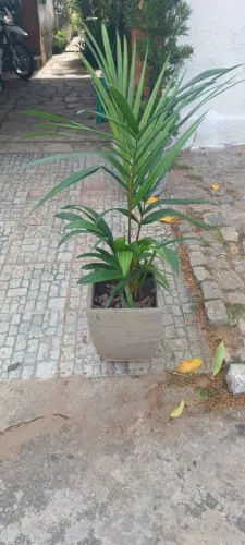 Planta de Palmeira em Vaso. Palmeira lacra vermelha 300 reias