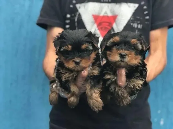 Yorkshire terrier - Machinho em loja vacinado, venha fazer uma visita - Confira