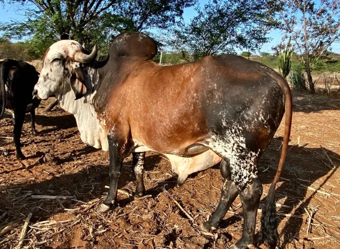 Touro gir leiteiro PO filho do CA sansao