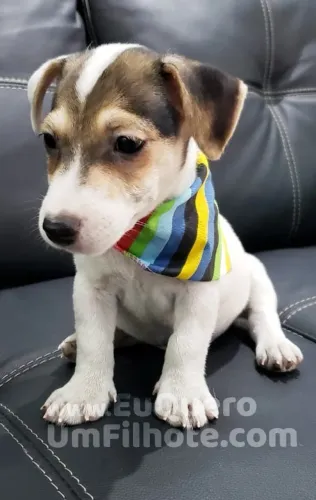Jack Russell agora mais perto de você!