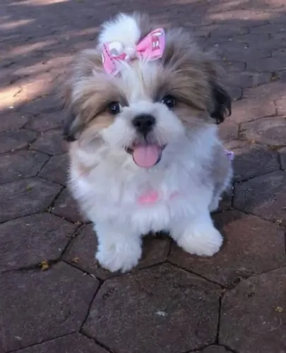 Um toque de elegância com um shihtzu