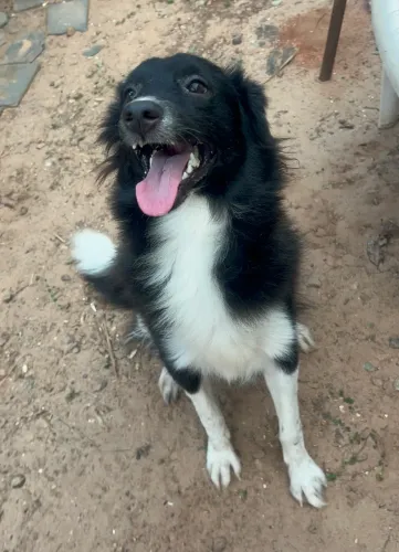 Cadela mestiça com Border e Chow Chow 