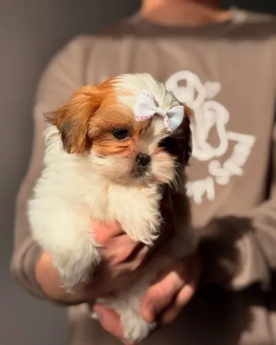 Filhote de Shih-Tzu,  sempre vai lamber suas mágoas 