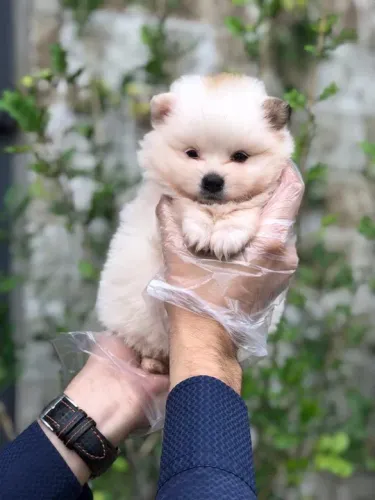 Spitz Alemão anão- Fêmea disponível para venda com muito amor e carinho- 11.9.49.33.76.34