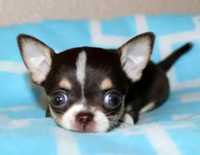 Chihuahua Miniatura - Companheiro Perfeito Para o Dia a Dia