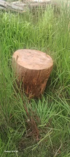 Tora Cepo Decorativo