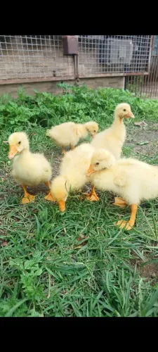 Filhote ganso fofinhos !!!!