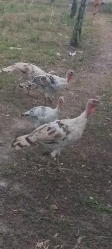 Vendo esses frangos de peru..3 macho e uma femia 