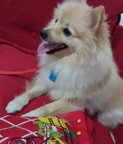 Cachorro raça spitz alemão 