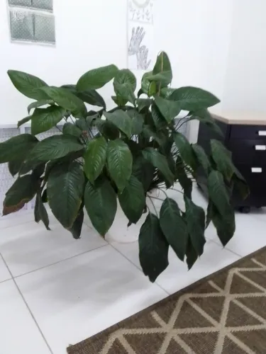 2 vasos com plantas Lírio da Paz