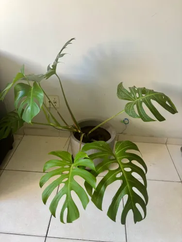 Planta costela de Adão com vaso decorativo