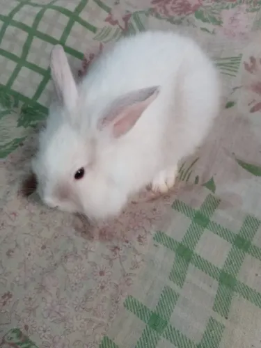 Animais de estimação