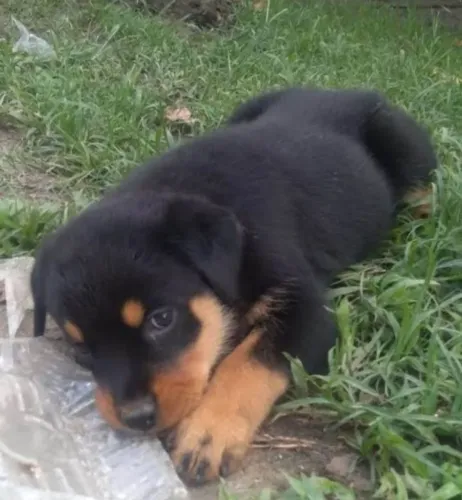 Filhote rottweiler macho