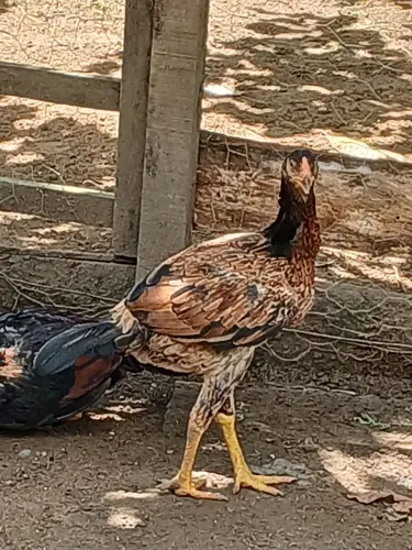 Franga carioca