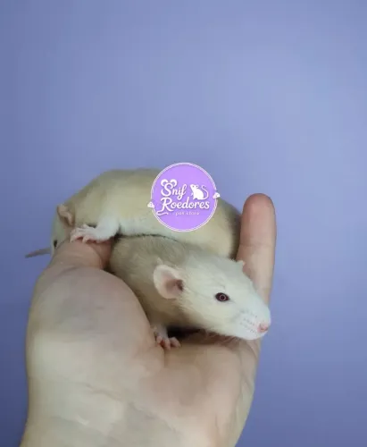 Ratinhos twister