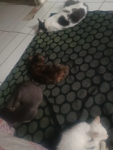 Doação de filhotes 