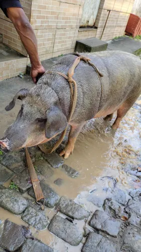 Porco gordo