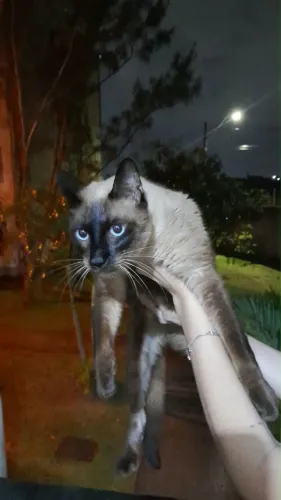 Adoção responsável