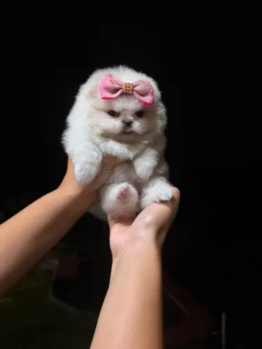 PEQUENOS URSINHOS - LULU DA POMERÂNIA!!