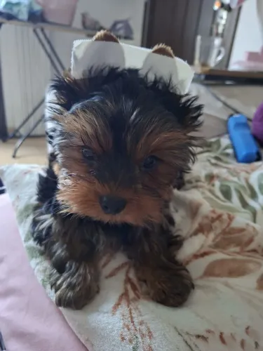Yorkshires Terrier 2 machos
