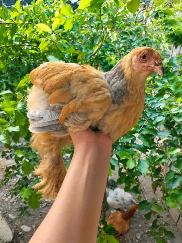 Galinha brahma