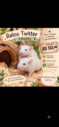 Venda de rato Twitter