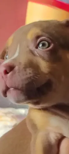 Filhotes de American Bully
