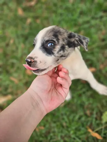 Filhote border collie