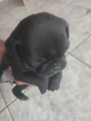 Vendo filhote de Pug