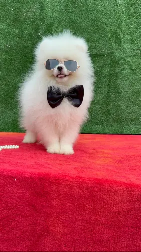 Spitz alemão na promoção