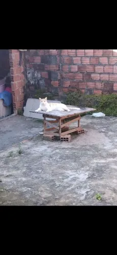Gato macho castrado