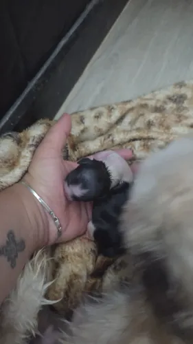 ? Lindos Filhotes de Shih Tzu Disponíveis! ? Ninhada de criação particular
