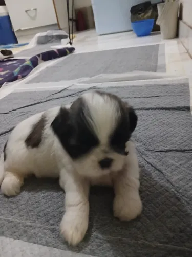 Vende-se filhote de cachorro shitszu