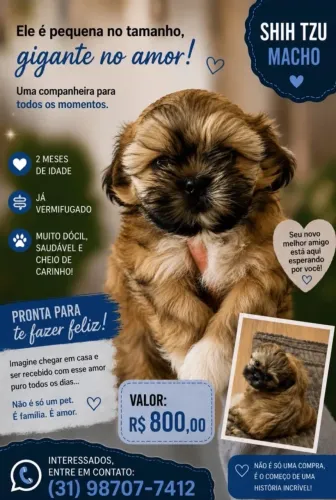 Shih Tzu Macho Disponível para um Novo Lar! ?