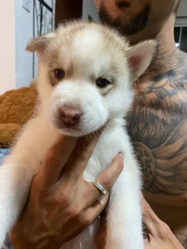 Filhotes husky siberiano