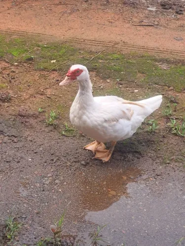 Pata